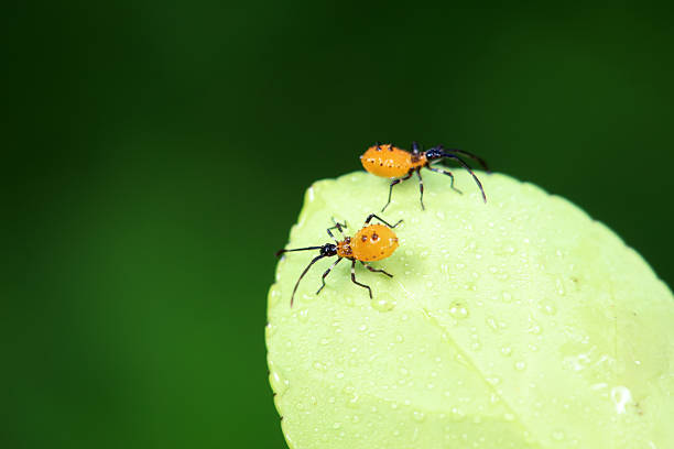 Stink bug on green leaves, North China