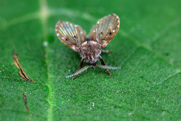 istock Moth midges on green leaves, North China 2229288131