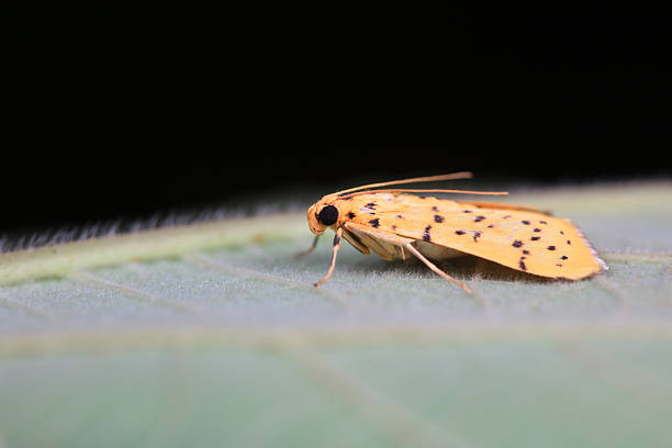 istock Lepidoptera adults on green leaves, North China 2229288228