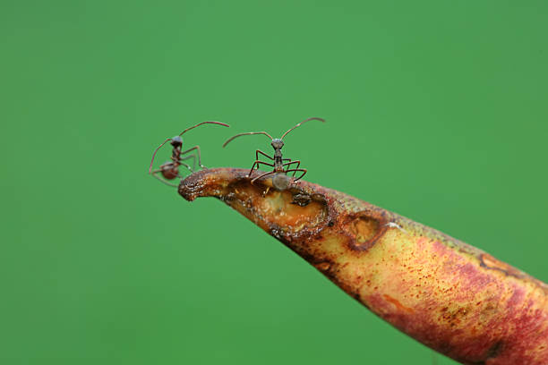 stinkbug on plant leaves in nature, North China Plain