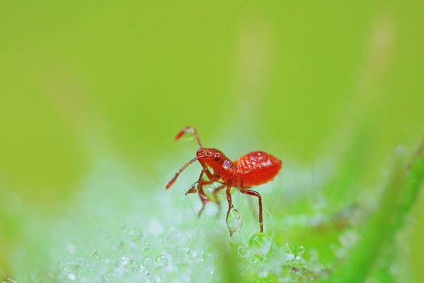 stinkbug on plant leaves in nature, North China Plain