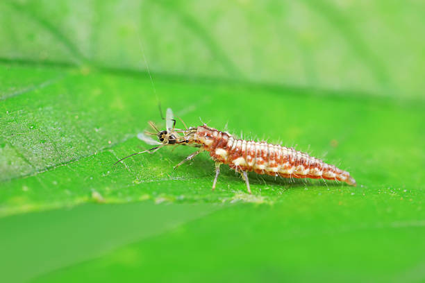 Chrysopa megacephala larvae on green leaves