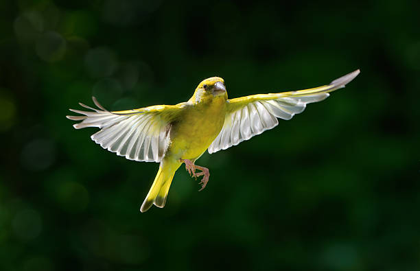 Male Green finch heading for the bird feeder in the back yard.