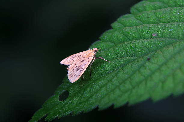 istock Lepidoptera insect on wild plants, North China 2229290416
