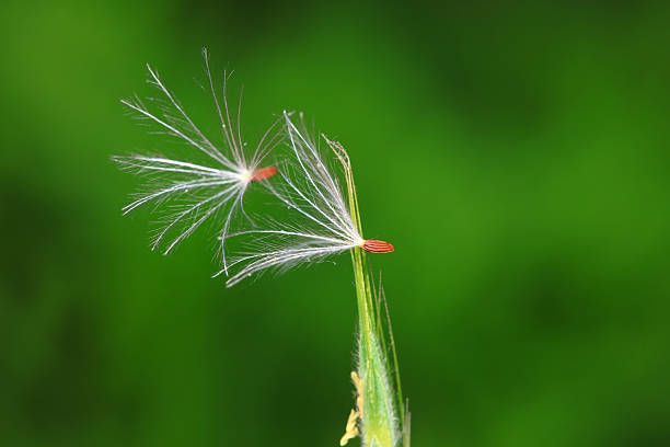 Dandelion seeds in the wild, North China