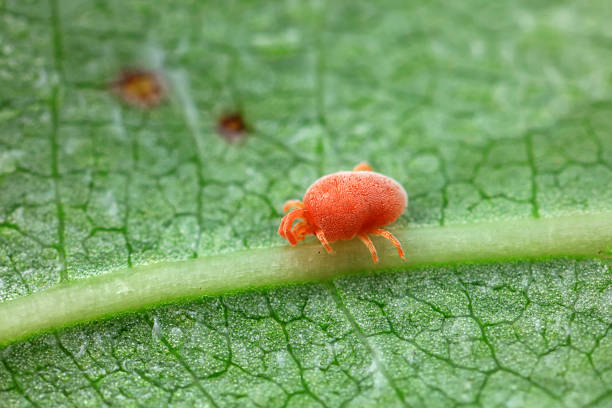 istock Mites on wild plant leaves, North China 2229290481