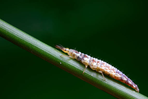 istock Aphid lions live on wild plants in North China 2229291383