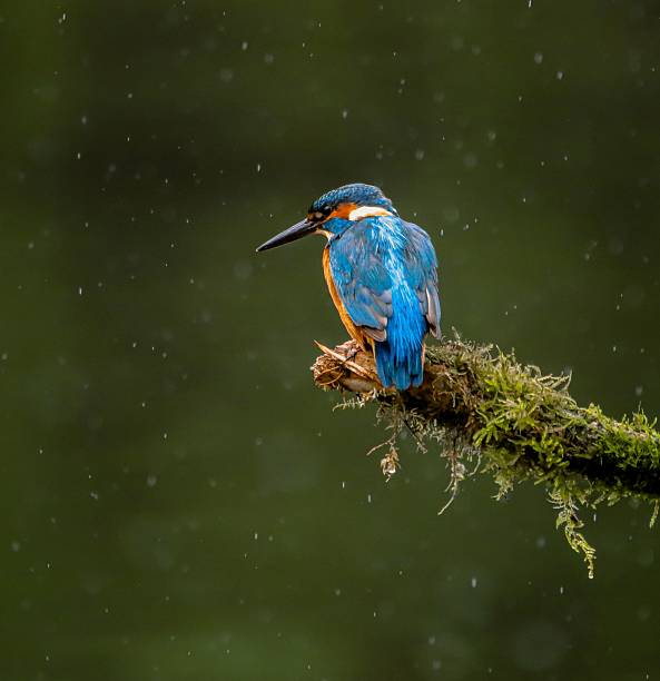 istock Vibrant Kingfisher in the Rain 2229291391