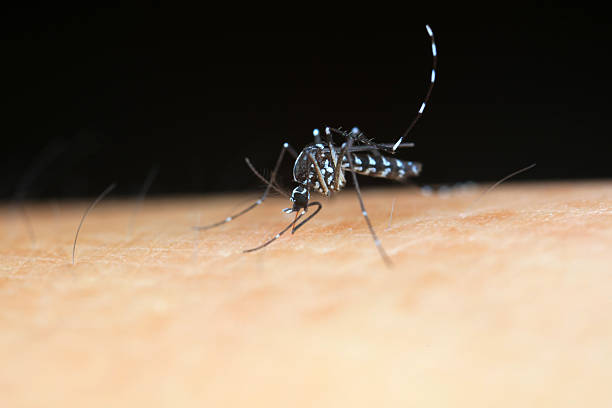 A 3d image features a mosquito against a white background, with a red arrow pointing through its body