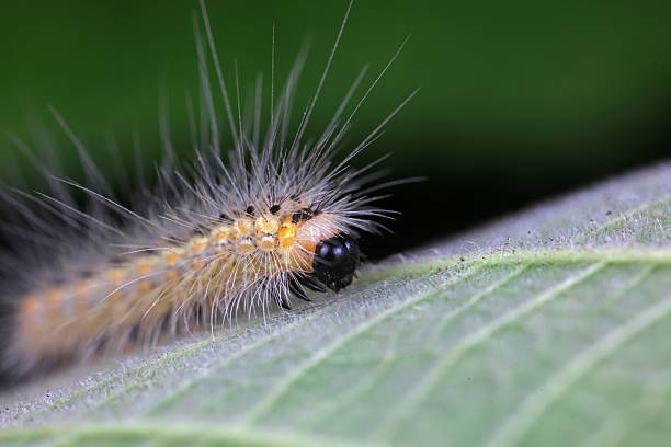 istock Caterpillars on wild plants, North China 2229291499