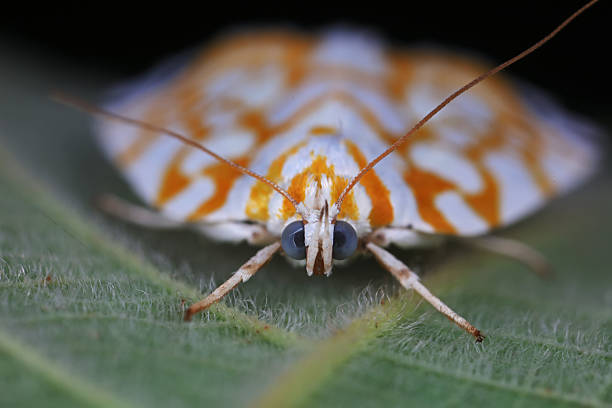 istock Noctuid on wild plants, North China 2229291503