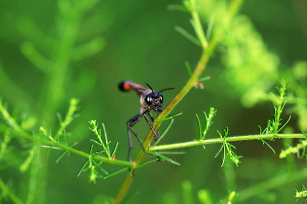 istock Mud bees on wild plants, North China 2229291523