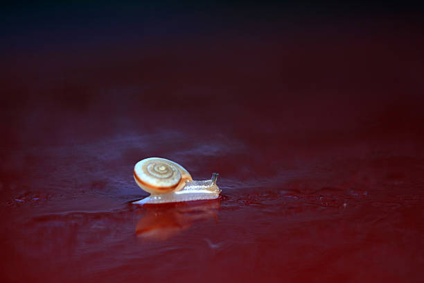 Leaping snail. Isolated on white.