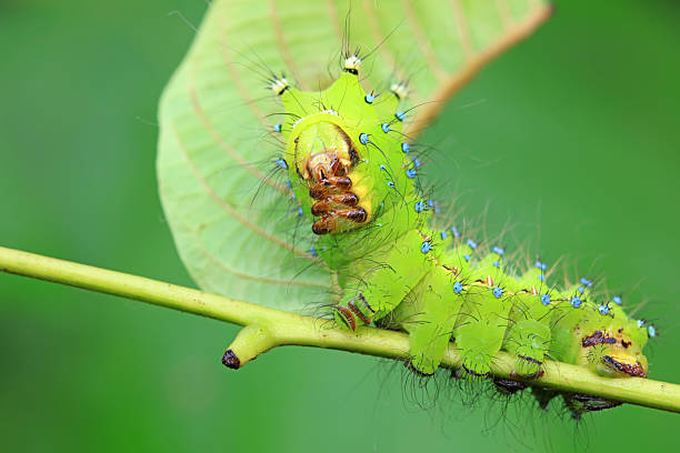 istock Moth larvae on weeds, North China 2229291647