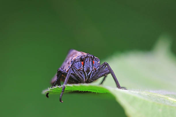 Empoasca maculata on wild plants, North China