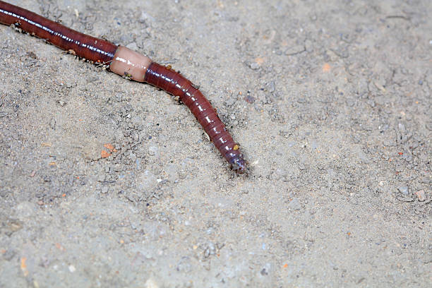 Isolated Worm in a Hole