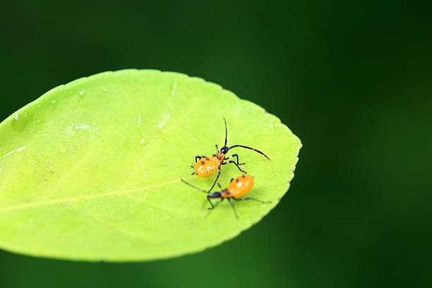 Stink bug on green leaves, North China
