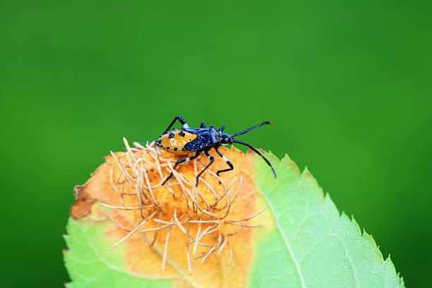 Stink bug on green leaves, North China