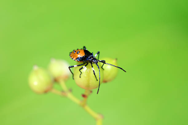 Stink bug on green leaves, North China