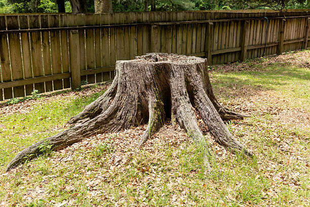 istock Stump of Old Giant Oak Tree 2229299460