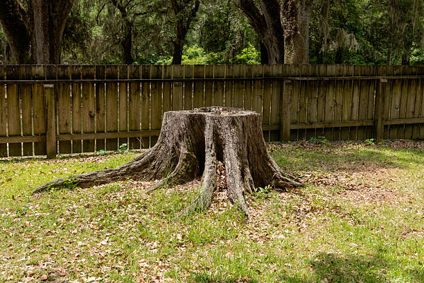istock Stump of Old Giant Oak Tree 2229299463