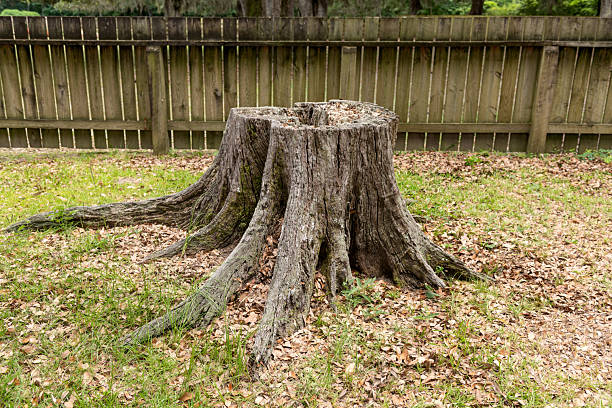Stump of Old Giant Oak Tree