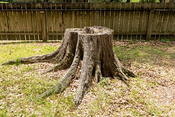 istock Stump of Old Giant Oak Tree 2229299506