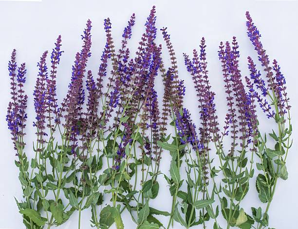 chinese medicine plant Salvia miltiorrhiza Bunge in outdoor in Spring