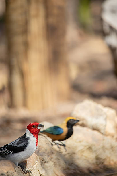 The northeastern cardinal, also known as the prairie rooster, prairie rooster, red-headed cardinal or simply cardinal, is a passerine bird of the family Thraupidae, genus Paroaria