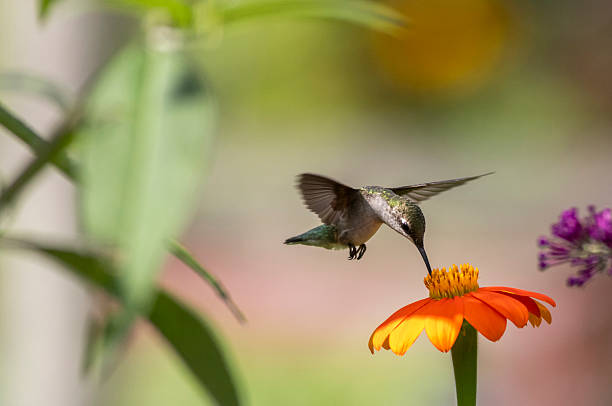 istock Ruby Throated Hummingbird feeds on Mexican Sunflower on a bright summer day 2229309407