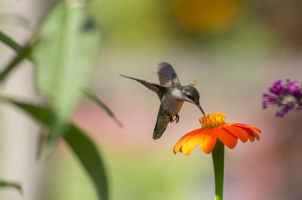 istock Ruby Throated Hummingbird feeds on Mexican Sunflower on a bright summer day 2229309409