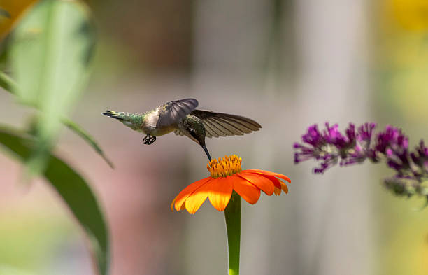 istock Ruby Throated Hummingbird feeds on Mexican Sunflower on a bright summer day 2229309410