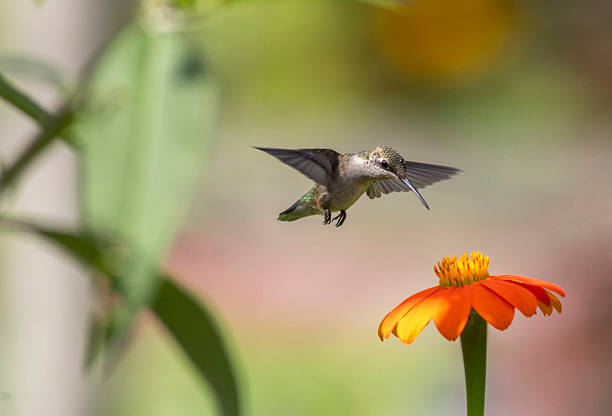 istock Ruby Throated Hummingbird feeds on Mexican Sunflower on a bright summer day 2229309417