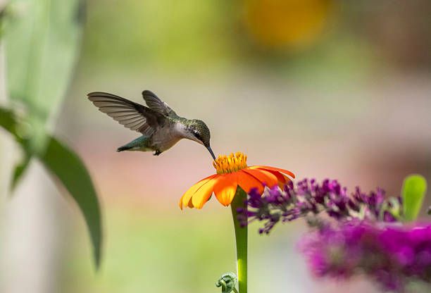 istock Ruby Throated Hummingbird feeds on Mexican Sunflower on a bright summer day 2229309422