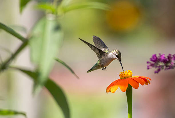 istock Ruby Throated Hummingbird feeds on Mexican Sunflower on a bright summer day 2229309423