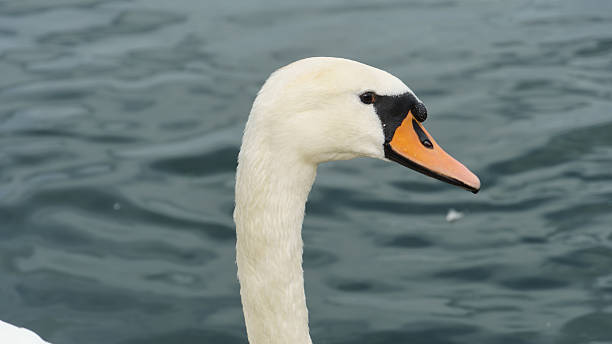 A stunning closeup of a delicate swan, showcasing its graceful neck and vibrant beak in serene waters Maschsee Hannover