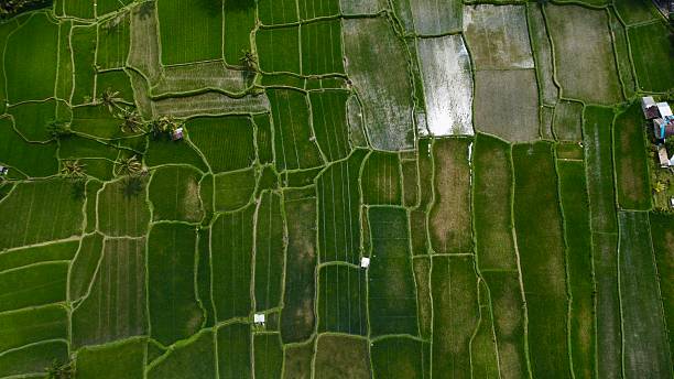 istock Rice terrace, Ubud, Bali 2229315042
