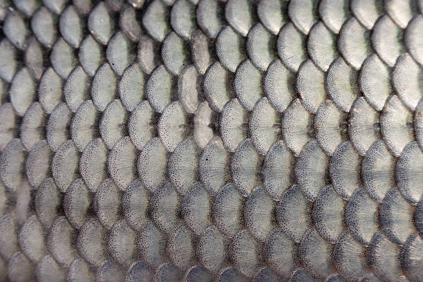 istock Close Up of a Carp Fish Scales 2229315515
