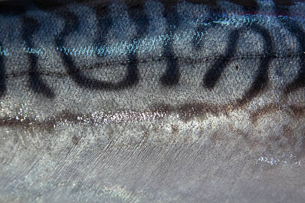 istock Close Up of a Mackerel Fish Scales 2229315519