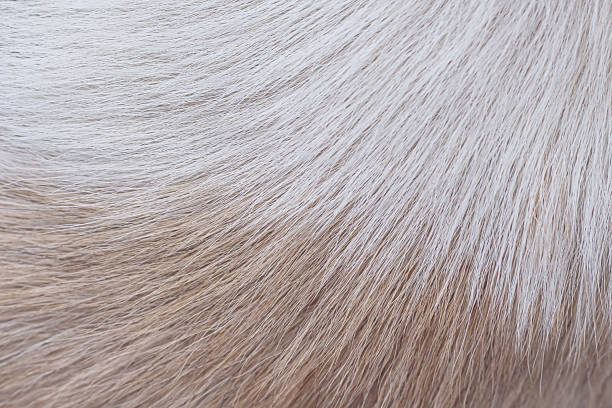 Dog fur texture