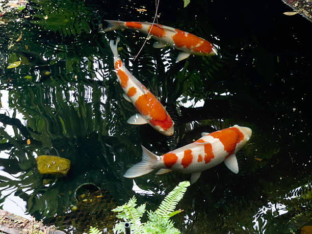 istock Koi fish in mininal garden pond 2229318016