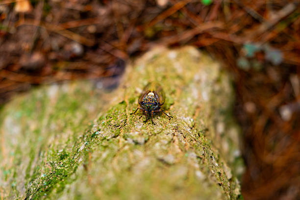 A cicada sits on a tree on hot summer day, closeup shot. Slow motion. Korea. High quality photo