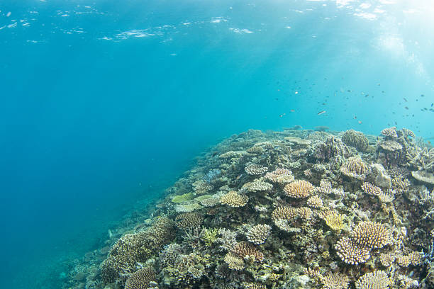 Okinawa Sea
