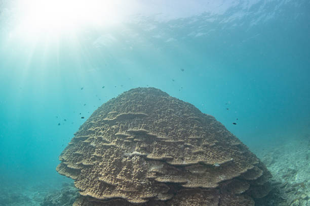 Beautiful underwater scenery of coral reefs at Okinawa Japan