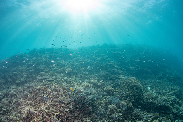 istock Beautiful underwater scenery of coral reefs 2229324452