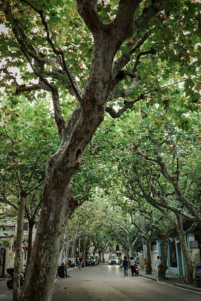 istock Lush trees in the city park 2229325100