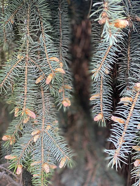 istock Pine tree branches with small cones creating a natural background for holiday themes 2229325182