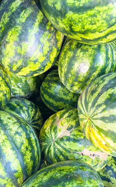 istock Ripe watermelons close-up, summer harvest 2229327220