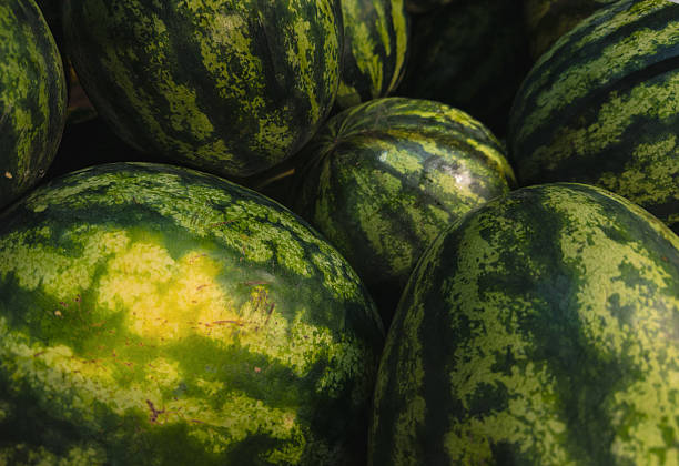 Lots of fresh, ripe and juicy watermelons with striped green skins, gathered in a pile. Close-up.