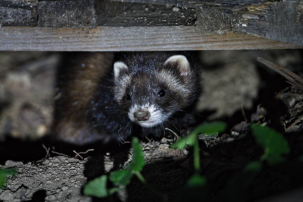 istock The European polecat (Mustela putorius) leaves its den after dusk. 2229332273